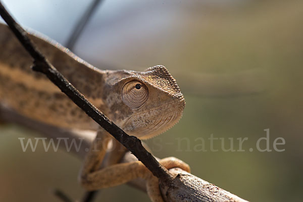 Zweistreifenchamäleon (Trioceros bitaeniatus)