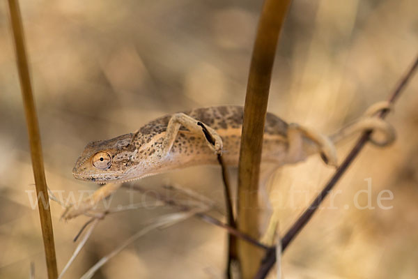 Zweistreifenchamäleon (Trioceros bitaeniatus)