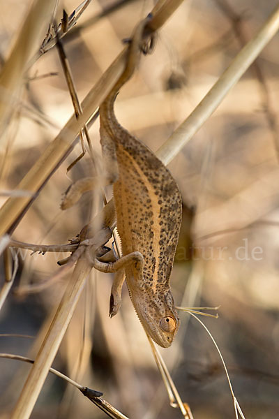 Zweistreifenchamäleon (Trioceros bitaeniatus)