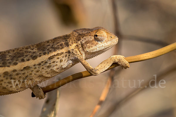 Zweistreifenchamäleon (Trioceros bitaeniatus)