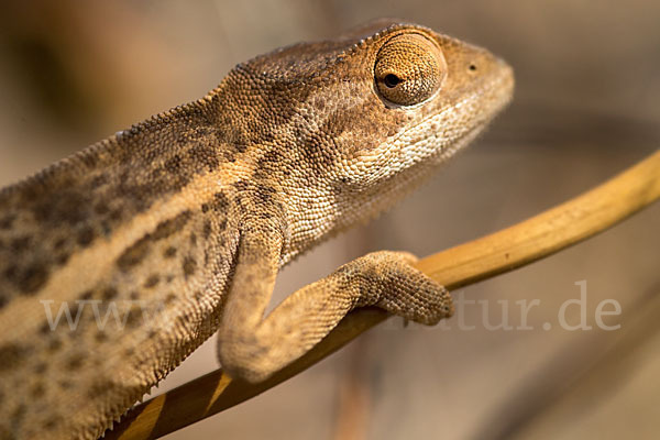 Zweistreifenchamäleon (Trioceros bitaeniatus)