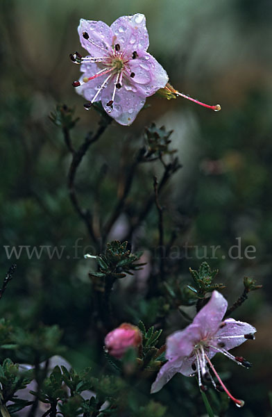 Zwerg-Alpenrose (Rhodothamnus chamaecistus)