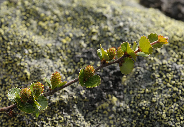 Zwerg-Birke (Betula nana)