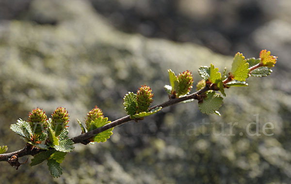 Zwerg-Birke (Betula nana)