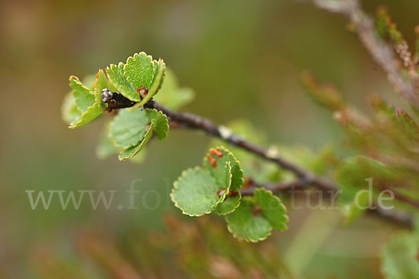 Zwerg-Birke (Betula nana)