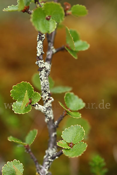 Zwerg-Birke (Betula nana)