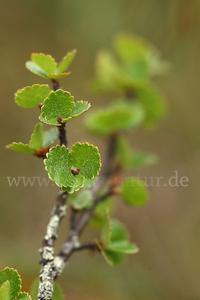 Zwerg-Birke (Betula nana)