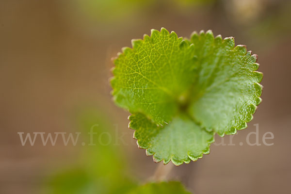 Zwerg-Birke (Betula nana)