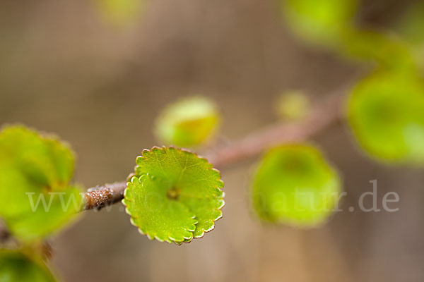 Zwerg-Birke (Betula nana)