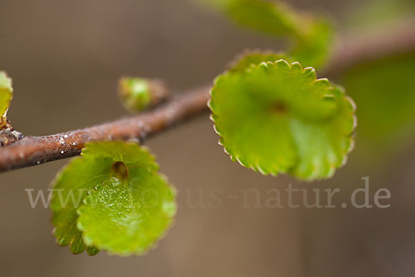 Zwerg-Birke (Betula nana)