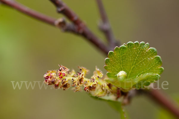 Zwerg-Birke (Betula nana)