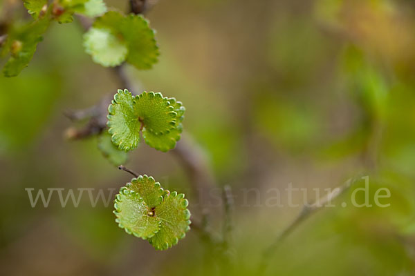 Zwerg-Birke (Betula nana)