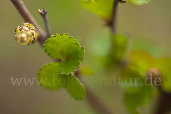 Zwerg-Birke (Betula nana)