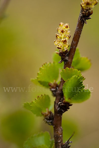 Zwerg-Birke (Betula nana)