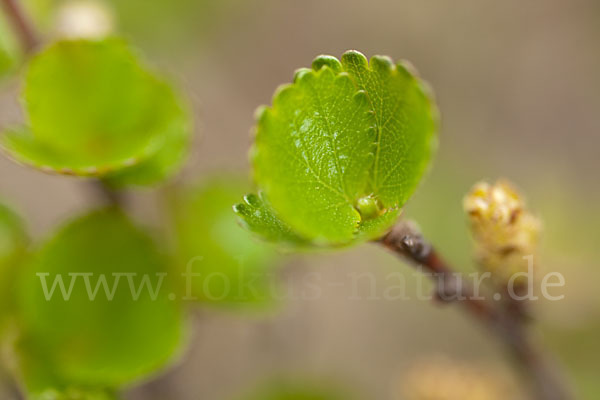 Zwerg-Birke (Betula nana)