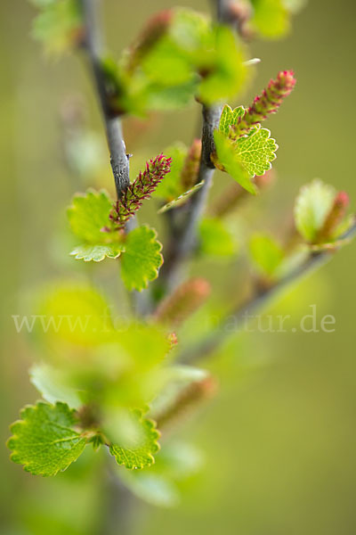 Zwerg-Birke (Betula nana)