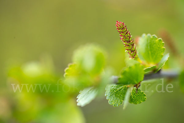 Zwerg-Birke (Betula nana)