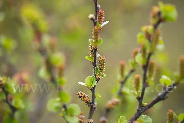 Zwerg-Birke (Betula nana)