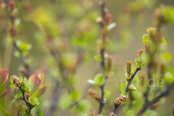 Zwerg-Birke (Betula nana)