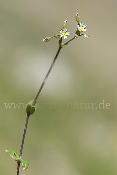 Zwerg-Hornkraut (Cerastium pumilum)