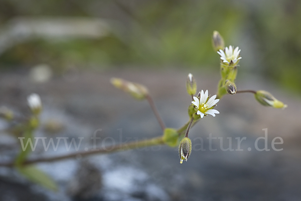 Zwerg-Hornkraut (Cerastium pumilum)