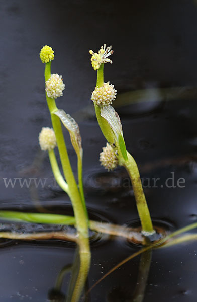 Zwerg-Igelkolben (Sparganium natans)