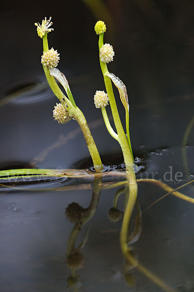 Zwerg-Igelkolben (Sparganium natans)