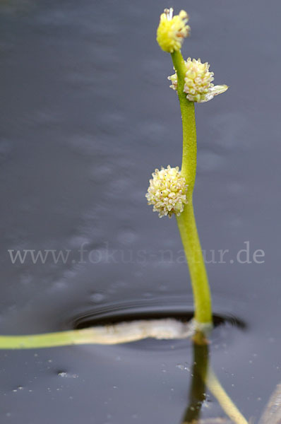 Zwerg-Igelkolben (Sparganium natans)