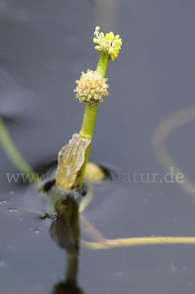 Zwerg-Igelkolben (Sparganium natans)