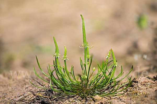 Zwerg-Mäuseschwanz (Myosurus minimus)