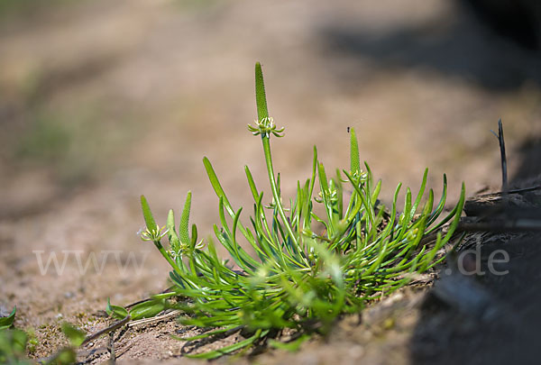 Zwerg-Mäuseschwanz (Myosurus minimus)