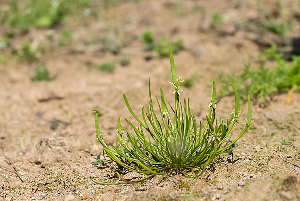 Zwerg-Mäuseschwanz (Myosurus minimus)