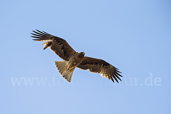 Zwergadler (Aquila pennata)