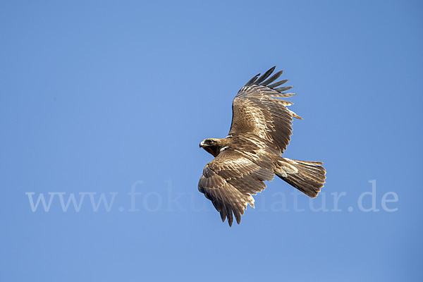 Zwergadler (Aquila pennata)