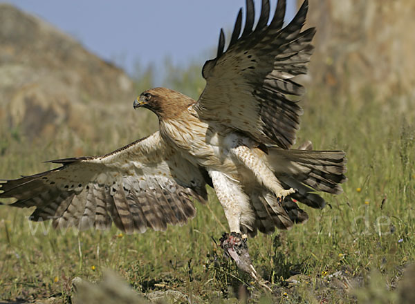 Zwergadler (Aquila pennata)