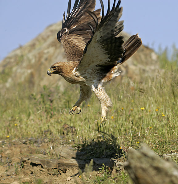 Zwergadler (Aquila pennata)