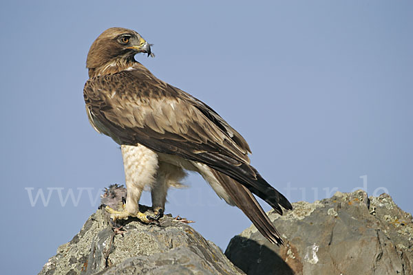 Zwergadler (Aquila pennata)