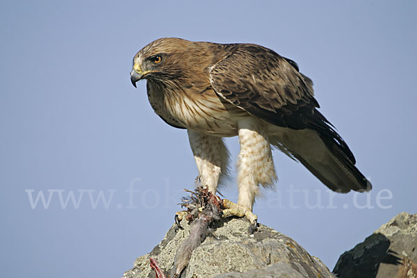 Zwergadler (Aquila pennata)