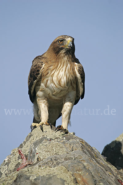 Zwergadler (Aquila pennata)