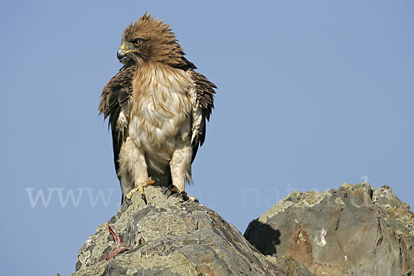 Zwergadler (Aquila pennata)