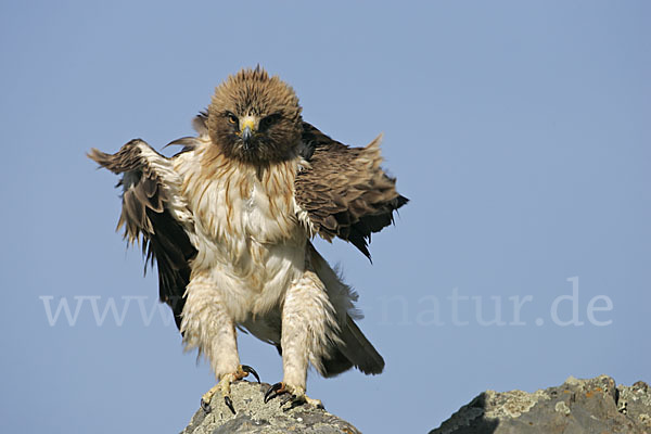 Zwergadler (Aquila pennata)