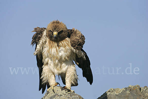 Zwergadler (Aquila pennata)