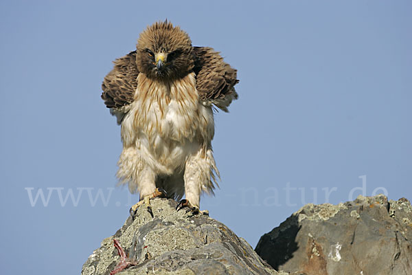 Zwergadler (Aquila pennata)