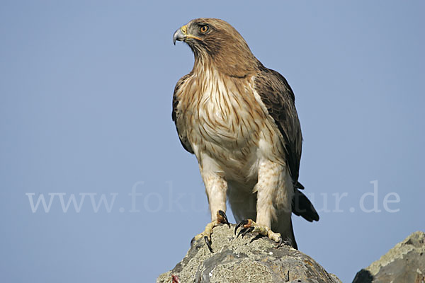 Zwergadler (Aquila pennata)