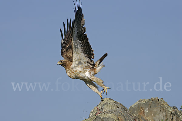 Zwergadler (Aquila pennata)