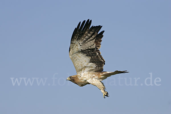 Zwergadler (Aquila pennata)