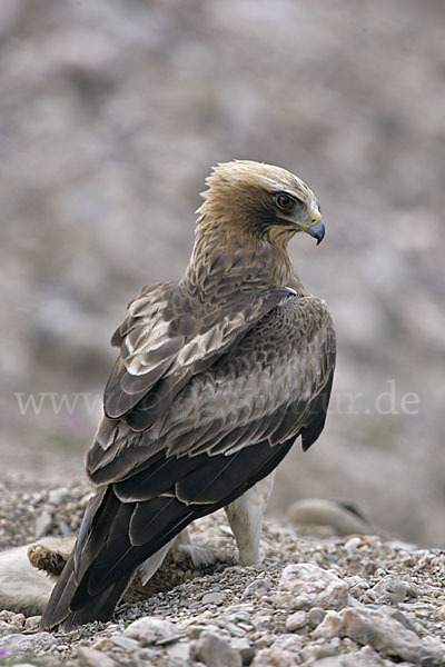 Zwergadler (Aquila pennata)