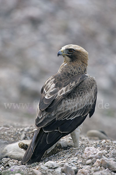 Zwergadler (Aquila pennata)