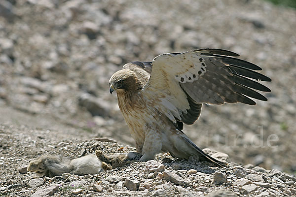 Zwergadler (Aquila pennata)