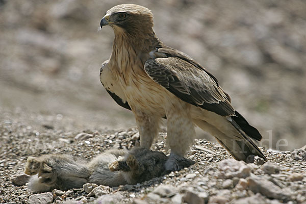 Zwergadler (Aquila pennata)